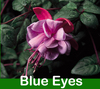 Fuchsia Hanging Basket 12 inch
